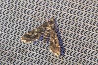 Diasemiopsis ramburialis