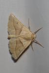 Crocallis elinguaria