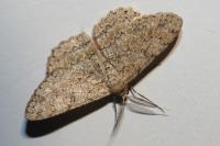 Hypomecis punctinalis