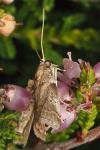 Acrobasis fallouella