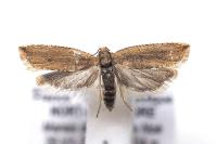 Bactra lancealana