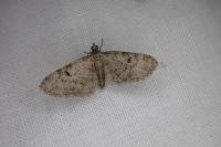 Eupithecia virgaureata