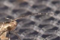 Monochroa hornigi