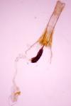 Coleophora ochrea