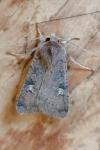 Xestia xanthographa