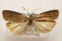 Epinotia caprana
