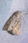 Spodoptera exigua