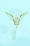 Pelosia muscerda
