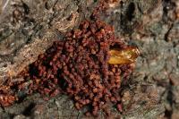 Enarmonia formosana