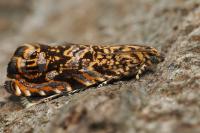 Enarmonia formosana