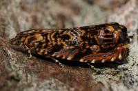 Enarmonia formosana