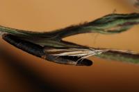 Coleophora conspicuella