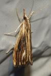 Catoptria verellus