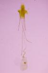 Blastobasis glandulella
