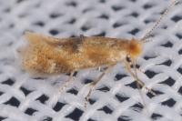 Bucculatrix ulmella