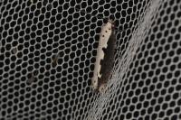 Ethmia bipunctella
