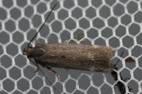 Aroga velocella