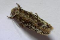 Psoricoptera