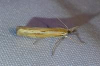 Agriphila tristella