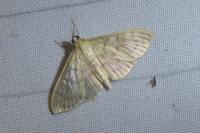 Patania ruralis