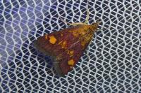 Pyrausta aurata