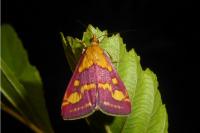 Pyrausta purpuralis