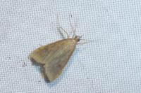 Udea ferrugalis