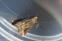 Schrankia costaestrigalis
