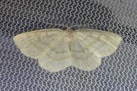 Cabera exanthemata