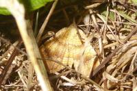 Camptogramma bilineata