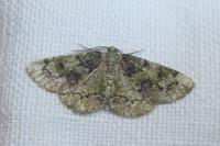 Cleorodes lichenaria
