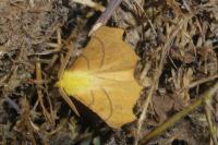 Ennomos alniaria