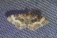 Epirrhoe alternata