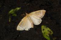 Eulithis testata