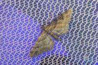 Gymnoscelis rufifasciata