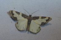 Lomaspilis marginata