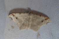 Macaria alternata