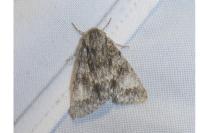Acronicta megacephala