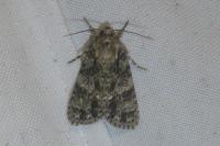 Acronicta rumicis