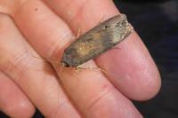 Agrotis ipsilon