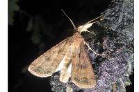 Agrotis segetum