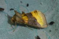 Diachrysia chrysitis