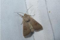 Hoplodrina ambigua