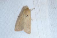 Mythimna vitellina