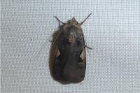 Xestia c-nigrum
