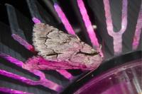 Acronicta psi