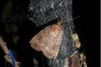 Amphipyra berbera/pyramidea
