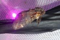 Notodonta dromedarius