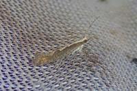 Plutella xylostella