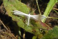 Pterophorus pentadactylus